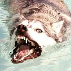 Meet your Posher, Rico paradise